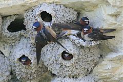 Cliff Swallow